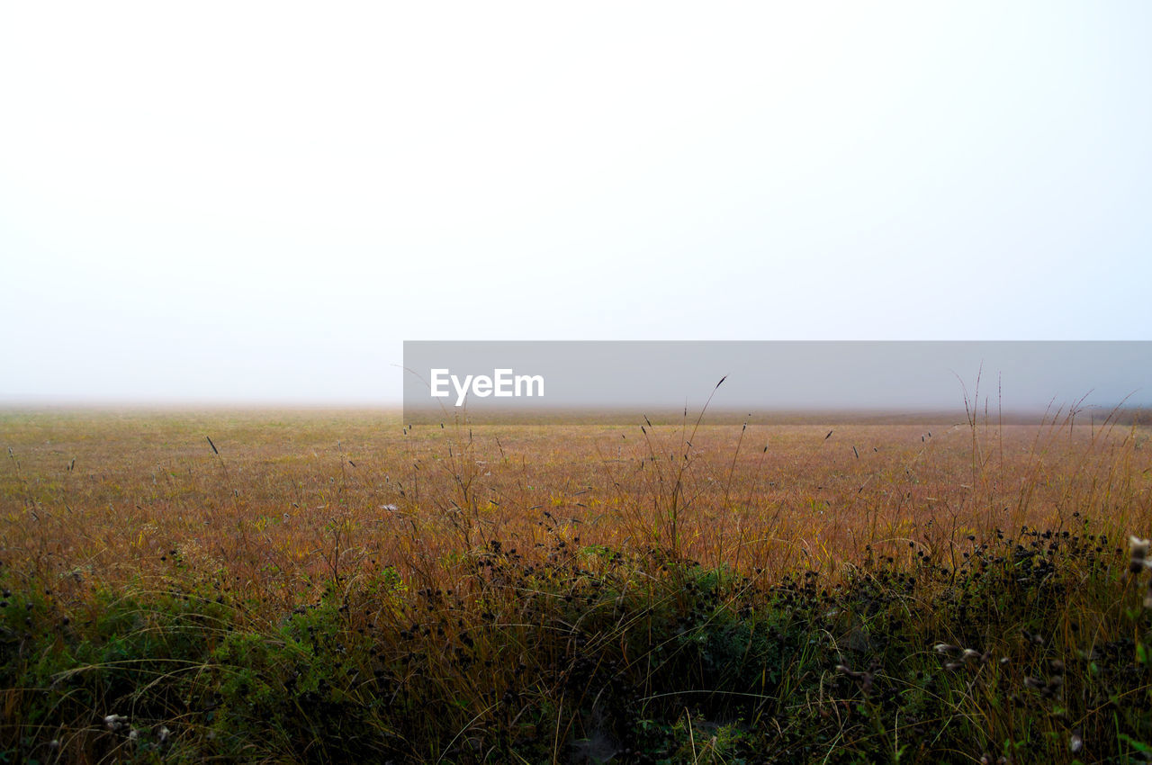 FIELD AGAINST CLEAR SKY