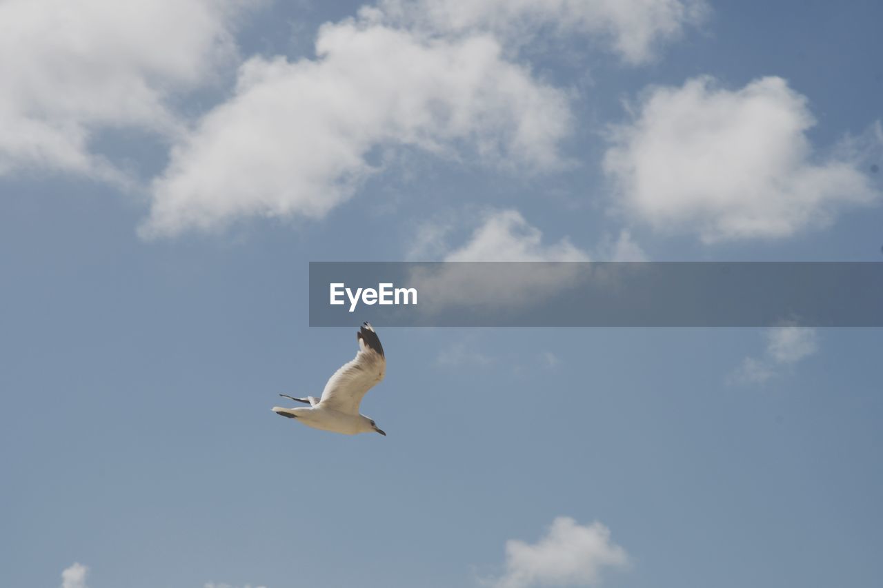 LOW ANGLE VIEW OF SEAGULLS FLYING