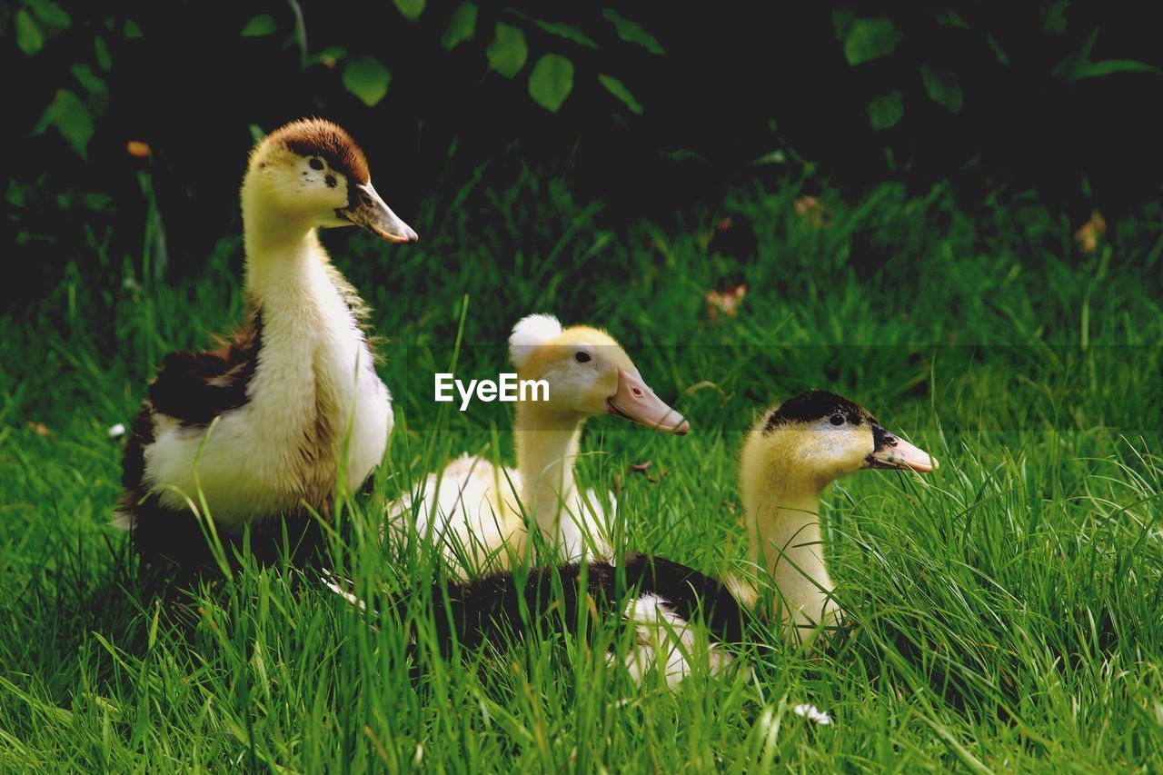 Ducks on grassy field during sunny day