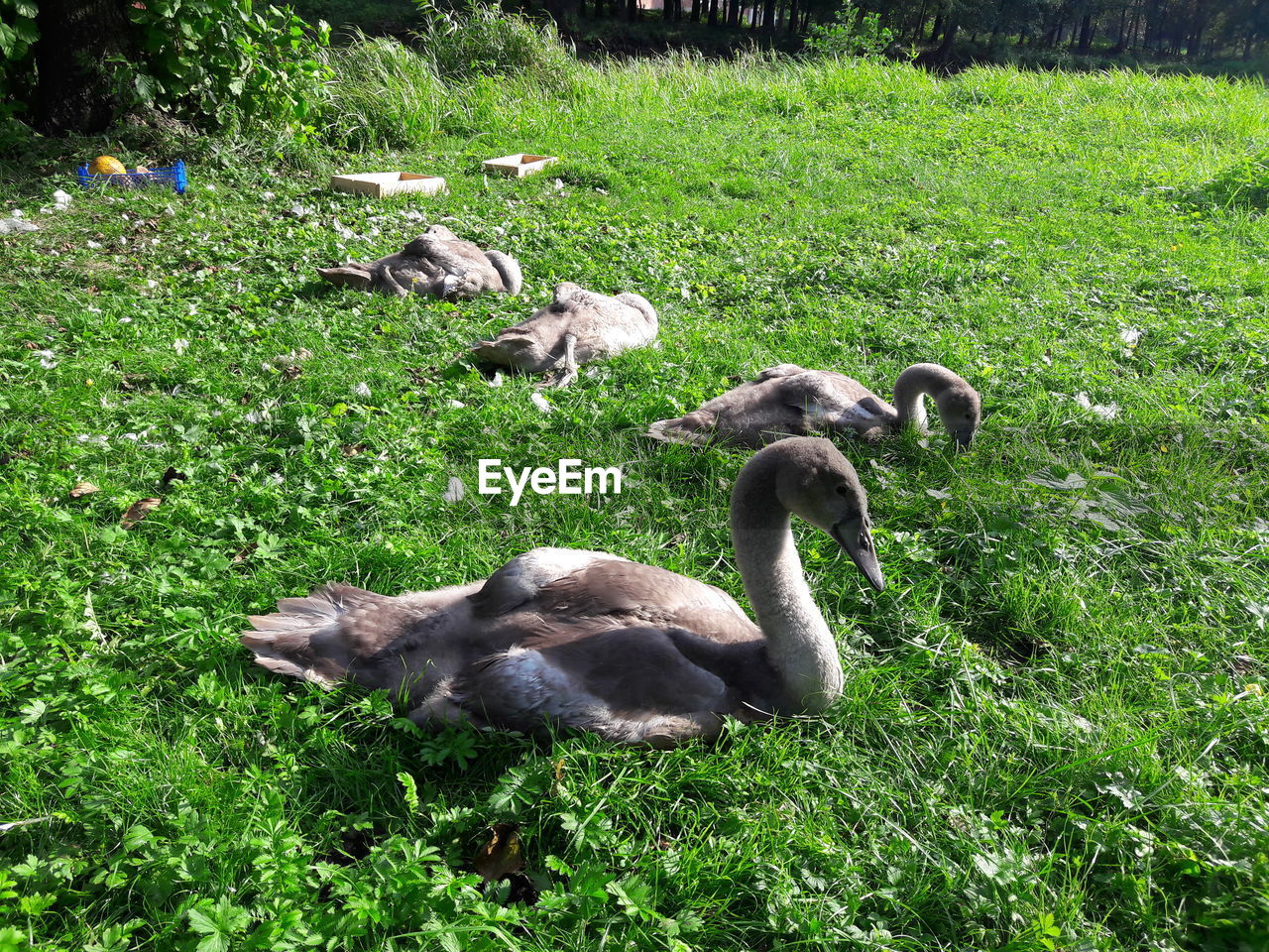 DUCKS ON GRASS