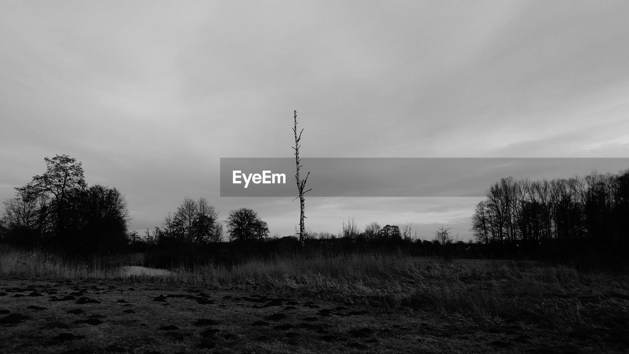 FIELD AGAINST SKY