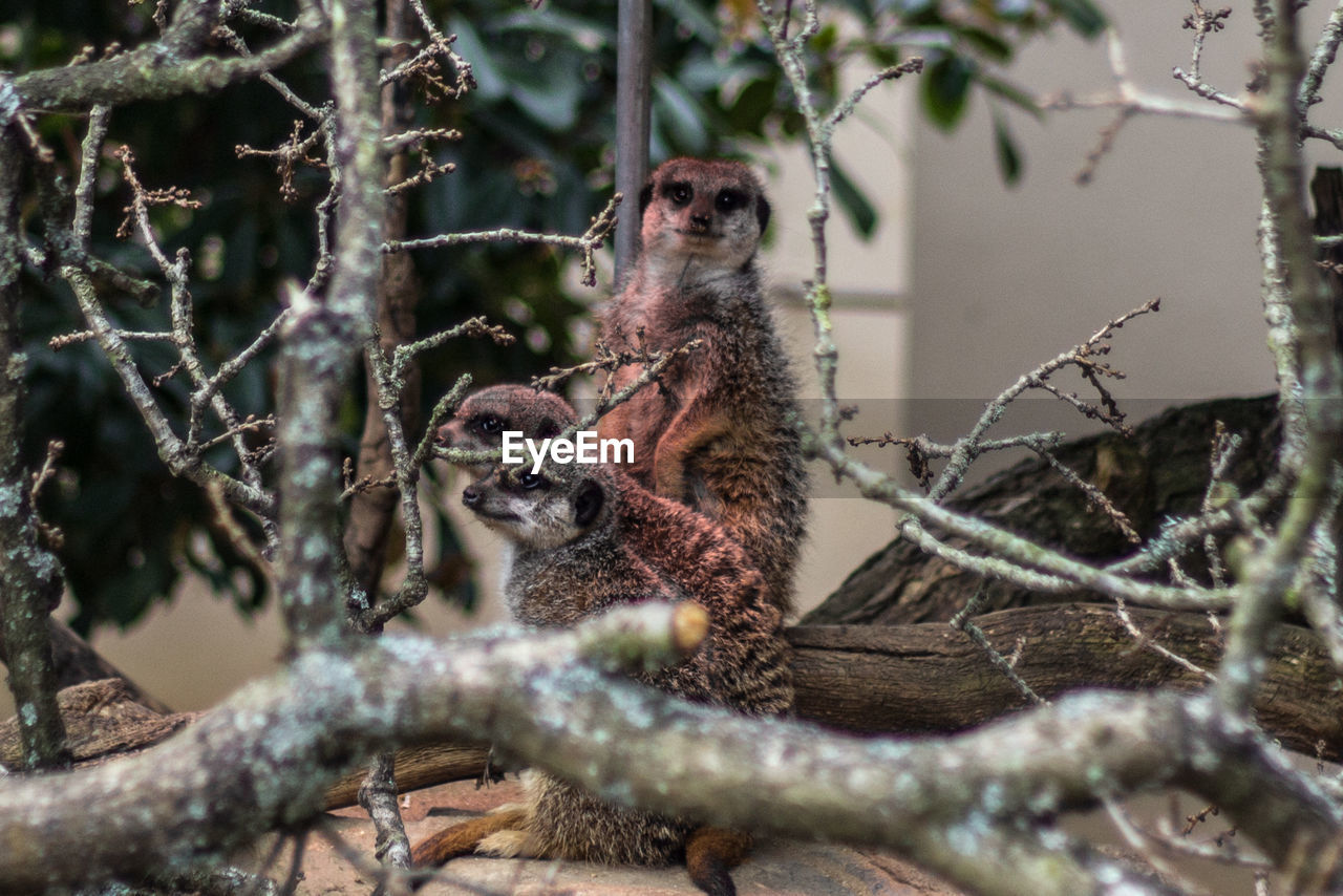 Meerkats standing on tree at zoo