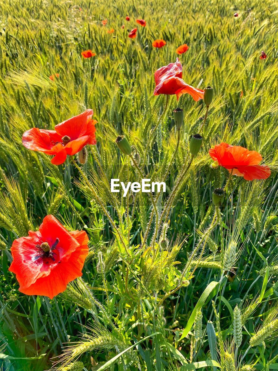 plant, growth, flower, flowering plant, beauty in nature, field, meadow, red, land, nature, poppy, grass, fragility, green, freshness, prairie, petal, day, no people, flower head, inflorescence, grassland, high angle view, wildflower, outdoors, close-up, tranquility, lawn, sunlight