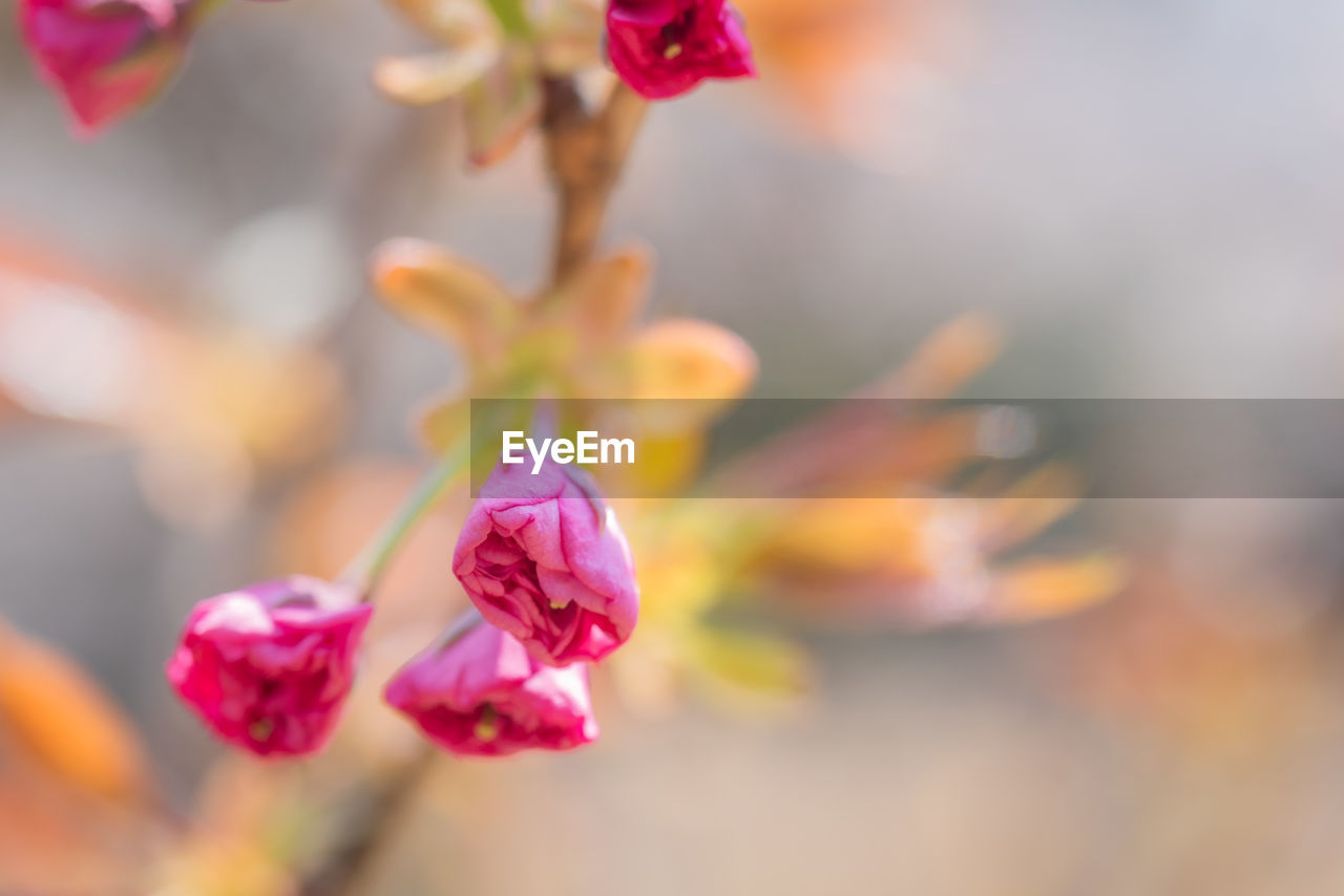 CLOSE-UP OF PINK FLOWER