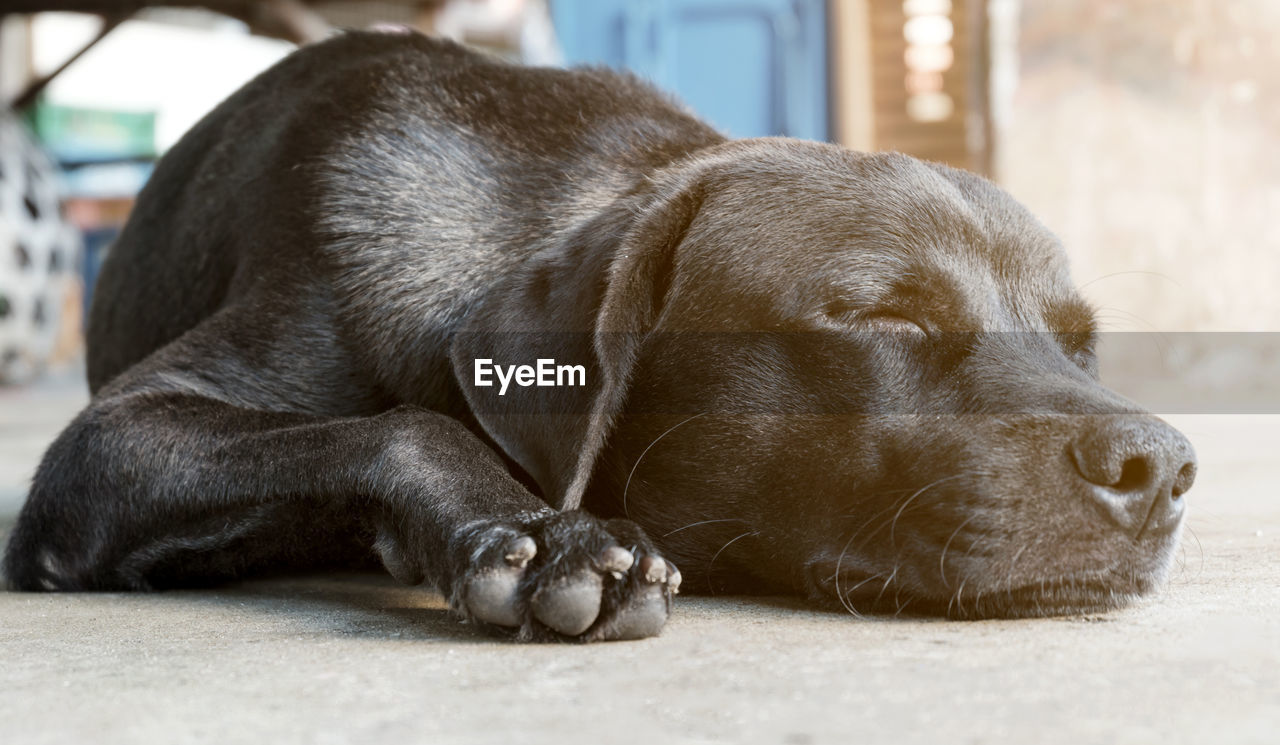 Close-up of a dog sleeping