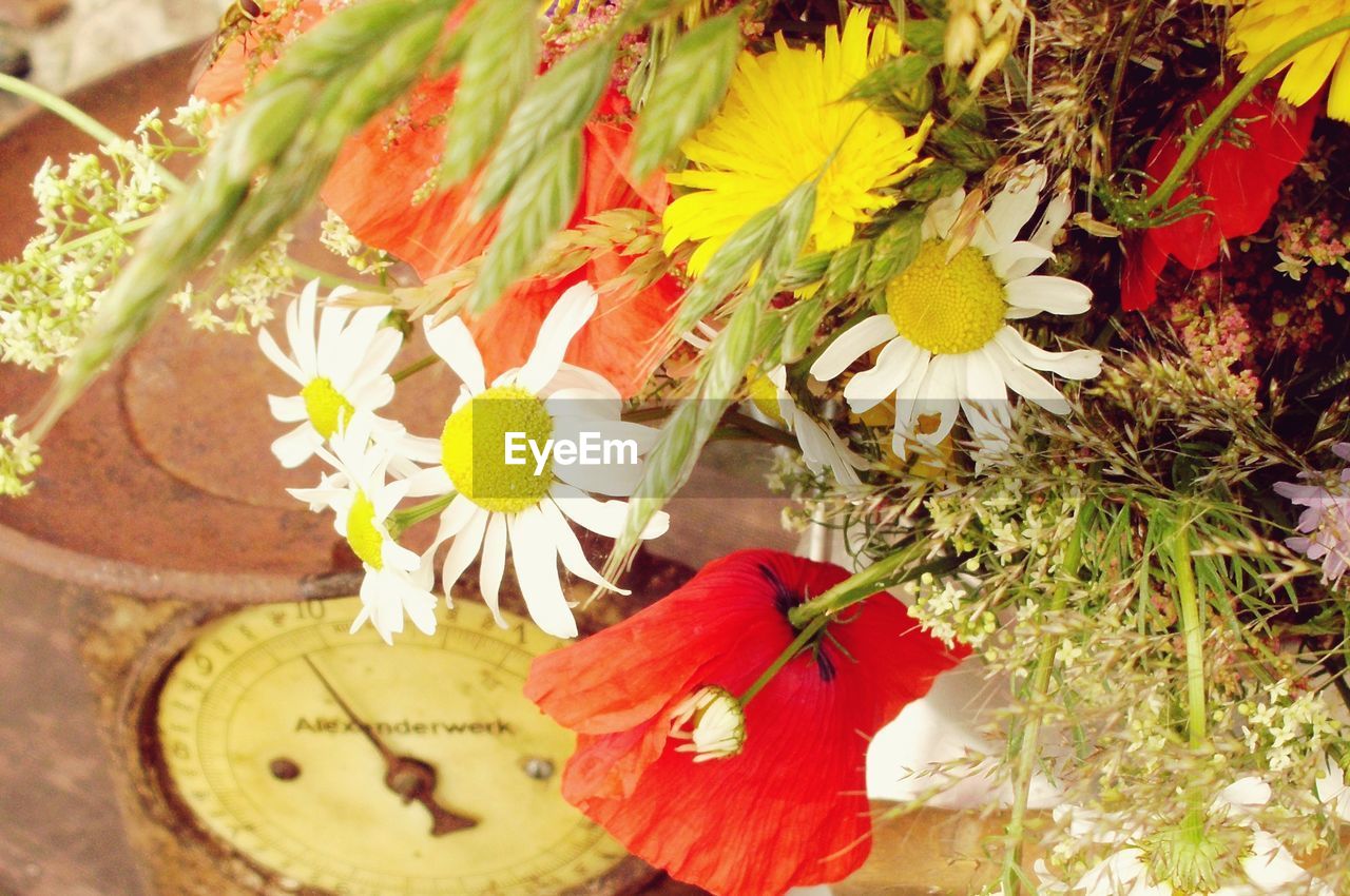 CLOSE-UP OF RED FLOWERS