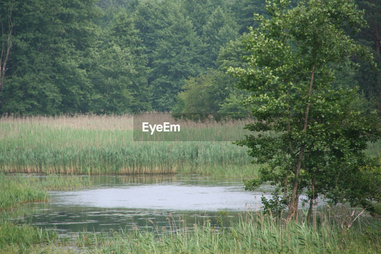 LAKE IN FOREST