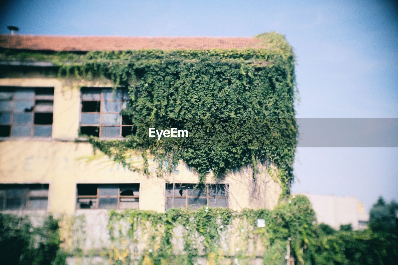 VIEW OF HOUSE AND TREE