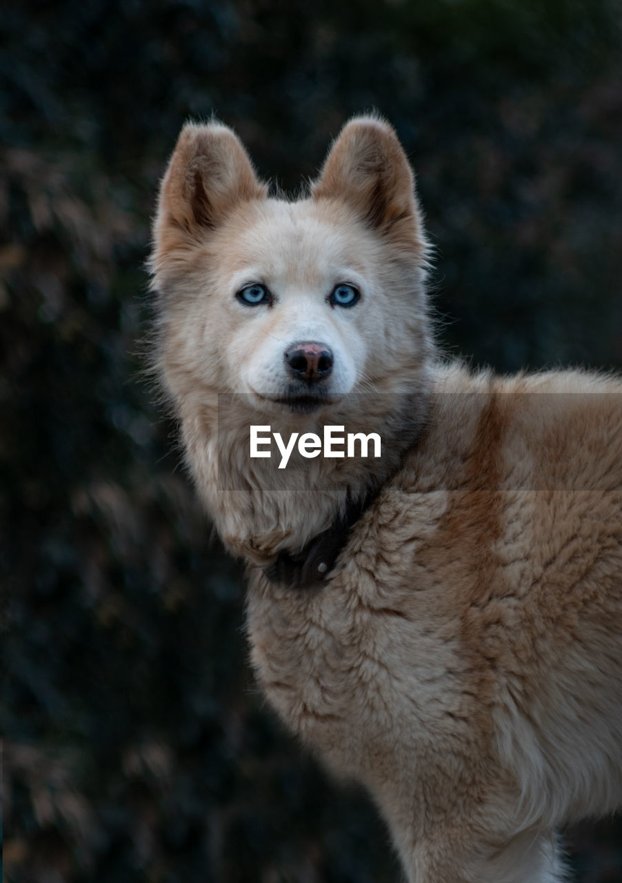 Close-up portrait of a dog