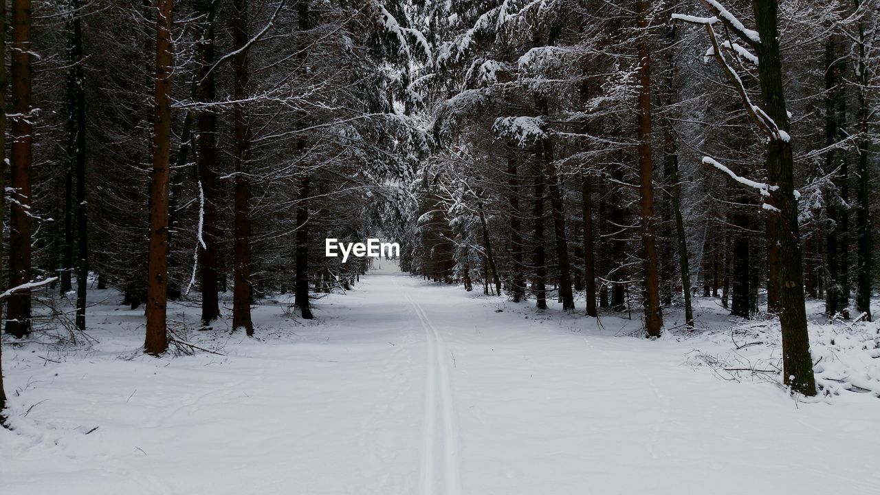 Snow covered trees in forest