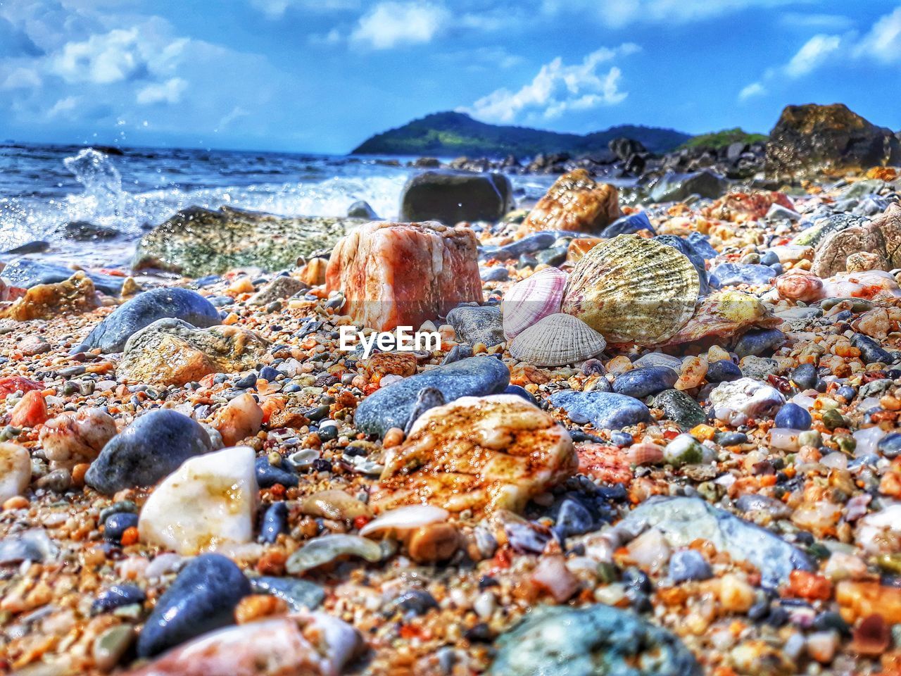 CLOSE-UP OF SEASHELLS ON PEBBLES AT BEACH