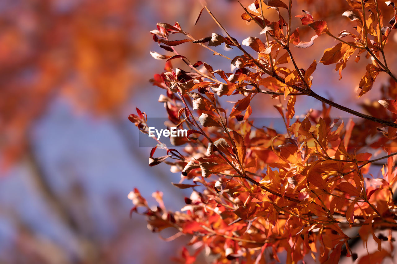 autumn, tree, plant, plant part, leaf, nature, beauty in nature, branch, red, no people, outdoors, close-up, sky, focus on foreground, tranquility, orange color, environment, sunlight, growth, selective focus, day, backgrounds, scenics - nature, autumn collection, land, landscape, flower, maple tree, vibrant color, fragility, multi colored, yellow, macro photography, freshness, defocused, twig