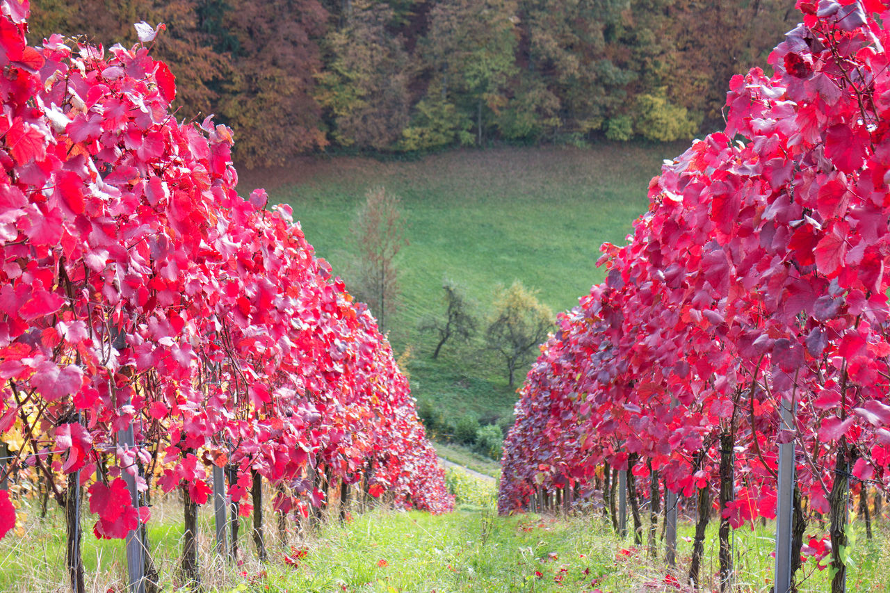 RED FLOWERING PLANTS ON FIELD