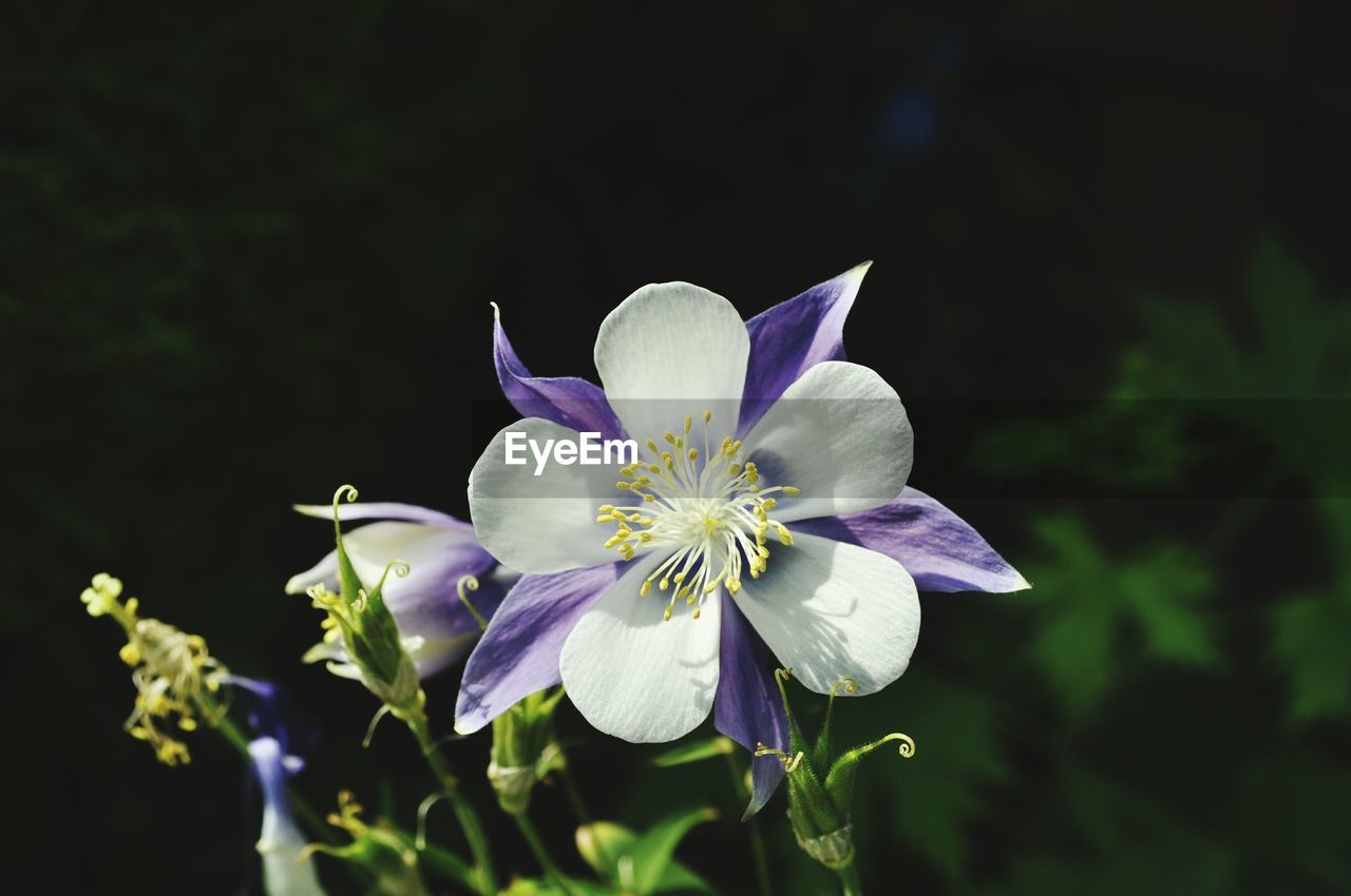 Close-up of purple flower blooming outdoors