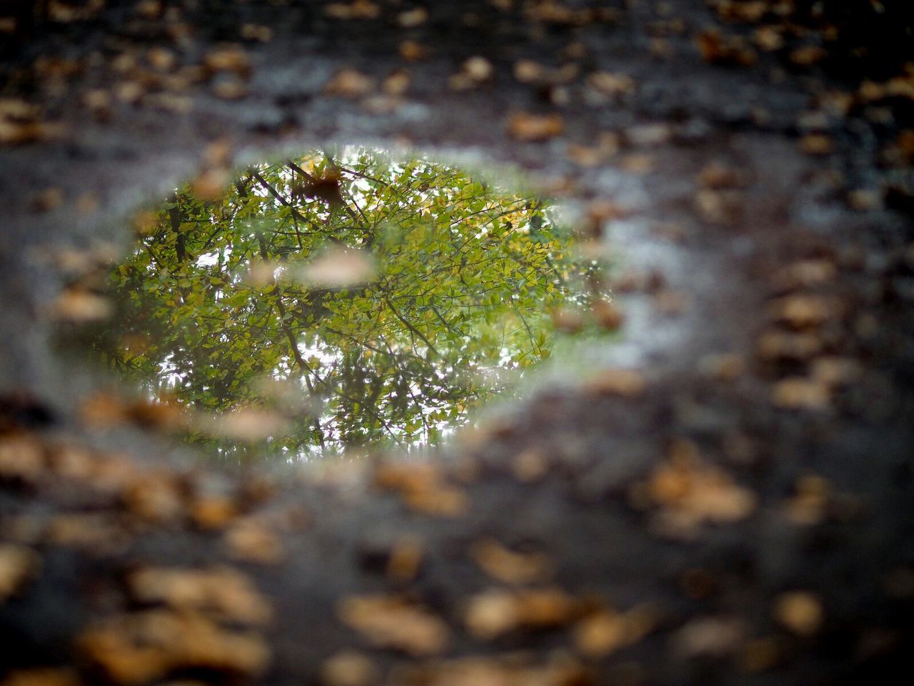 Close-up of reflection in puddle on street