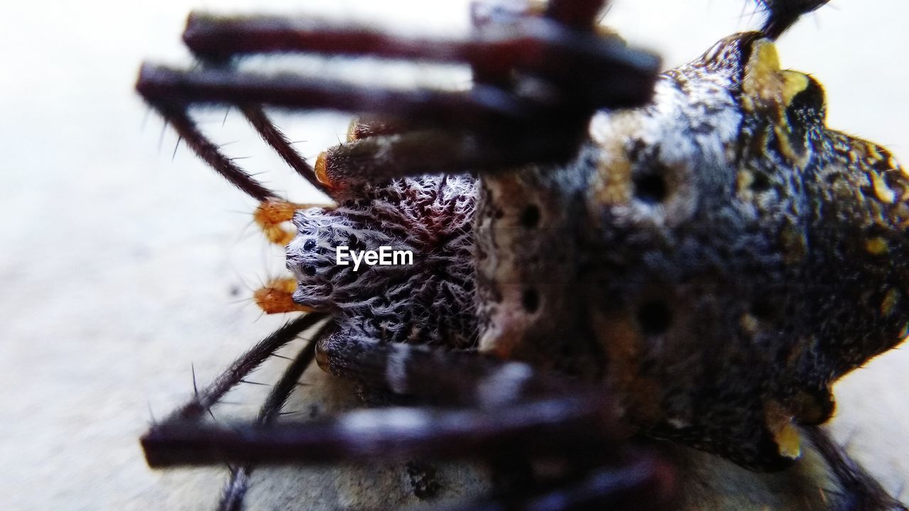 CLOSE-UP OF SPIDER ON A HORSE