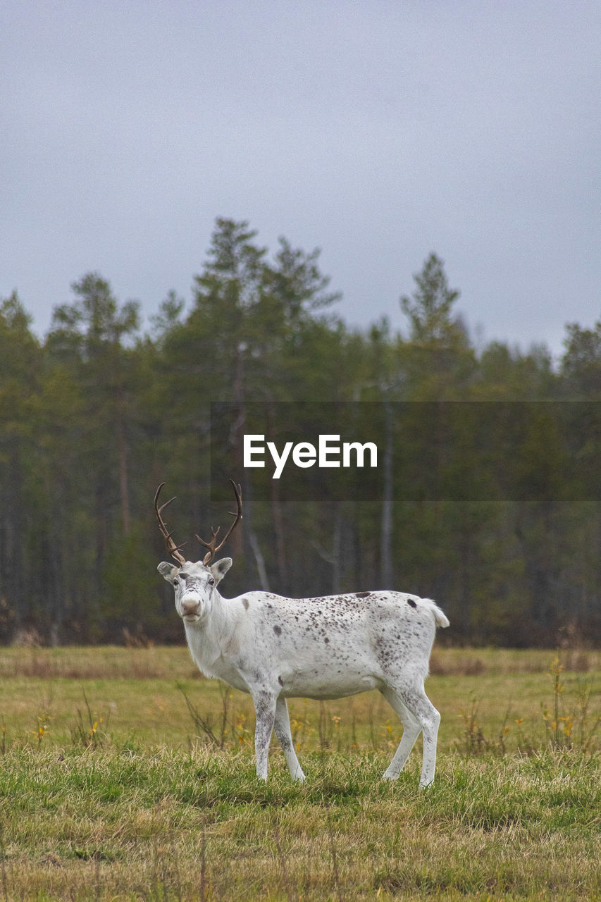 Reindeers in finish lapland