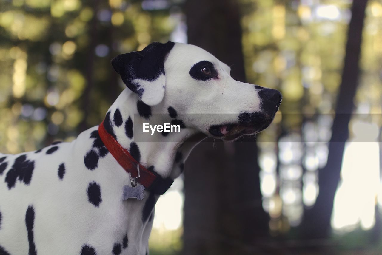 CLOSE-UP OF DOG