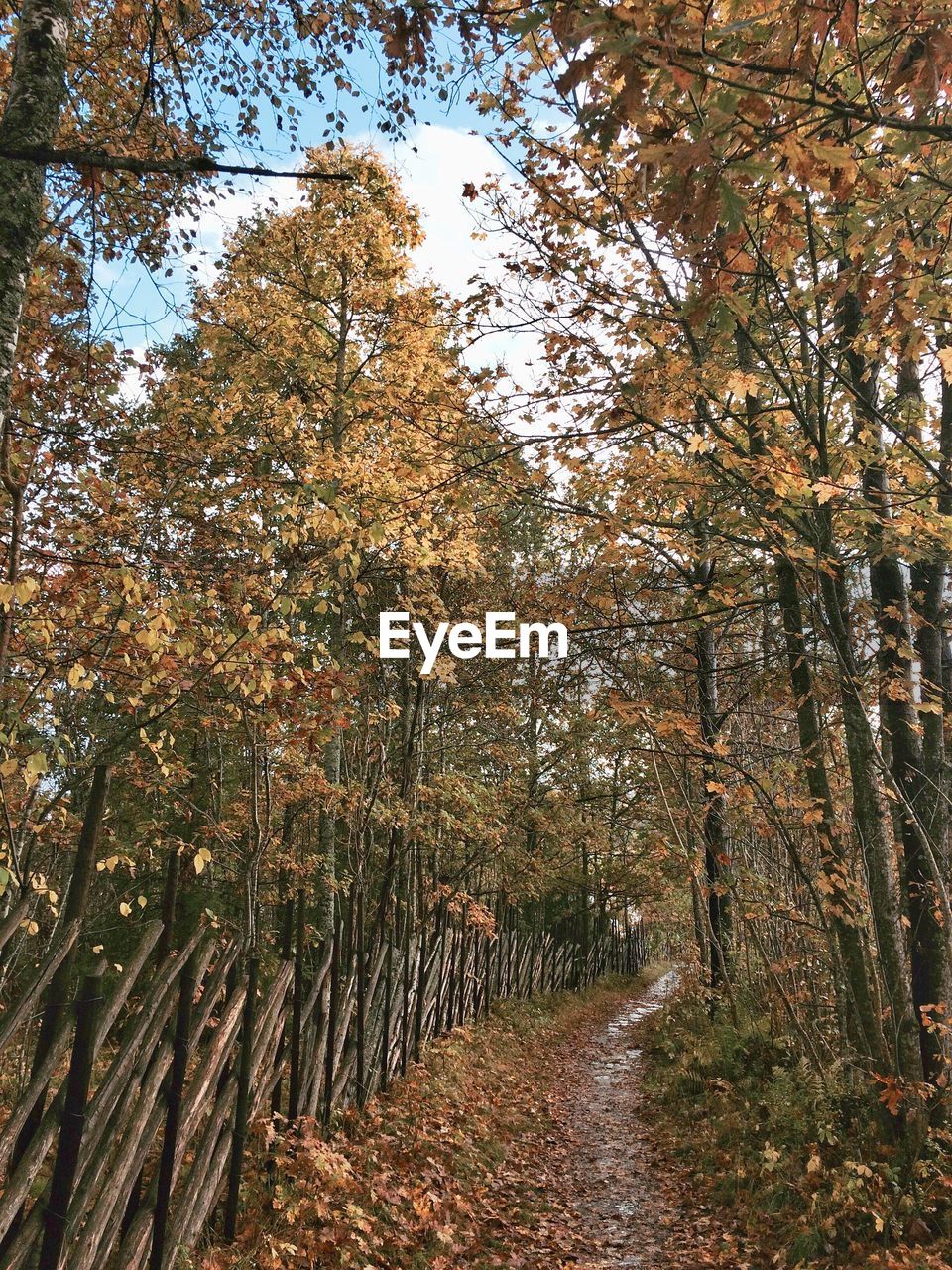 VIEW OF TREES IN FOREST