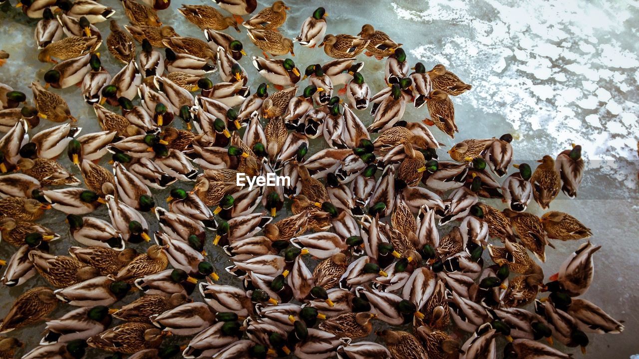 HIGH ANGLE VIEW OF CRAB ON WATER