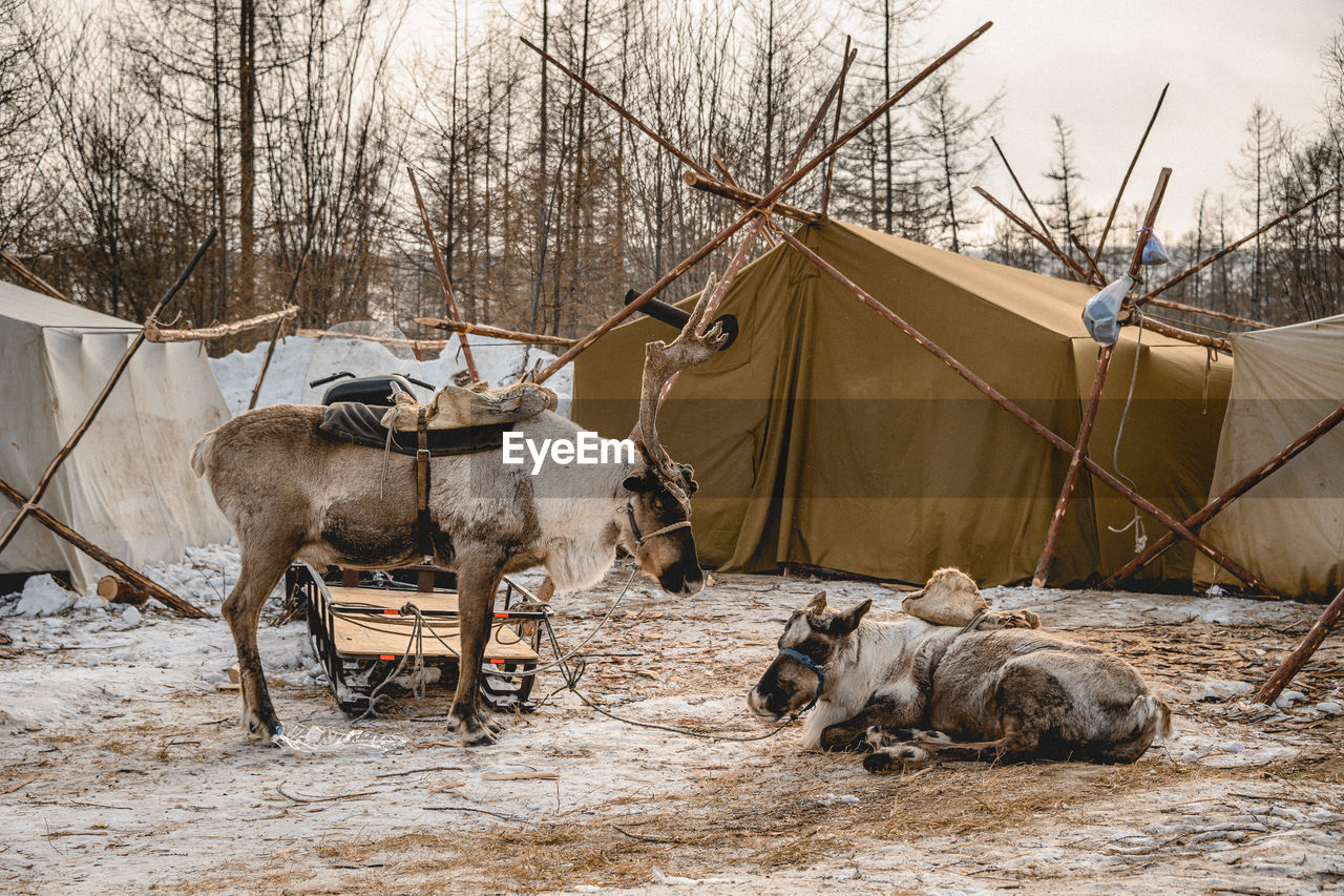 Cows against tent during winter