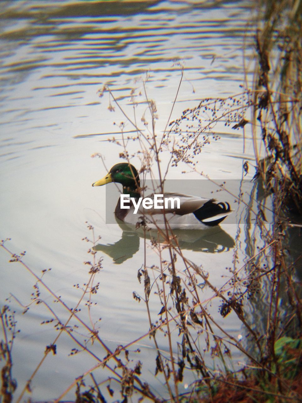 DUCKS SWIMMING IN LAKE