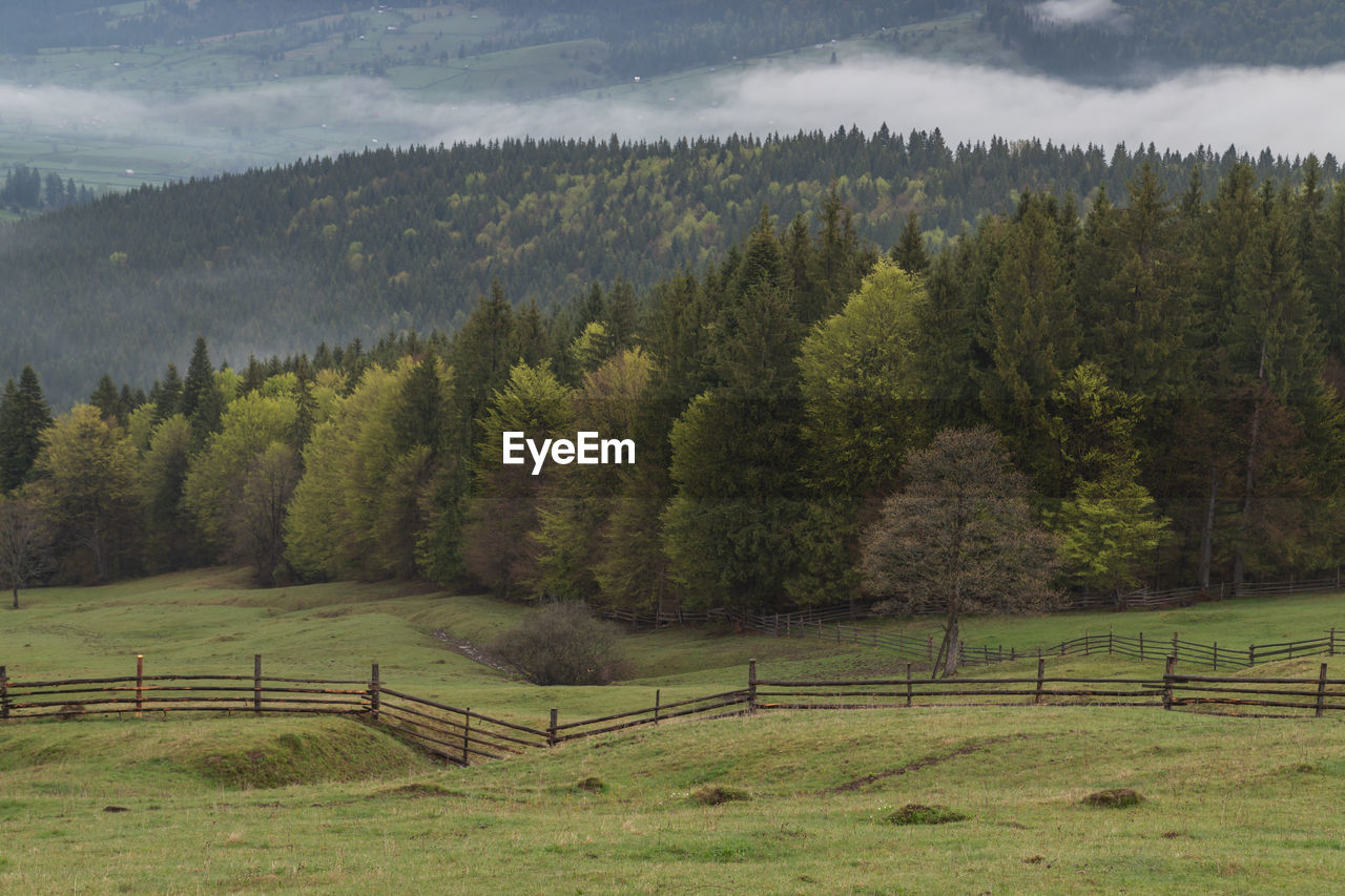 Spring mountain view of the foggy forest, in bucovina