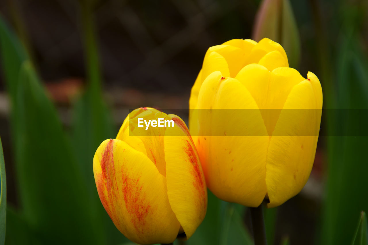 plant, flower, yellow, flowering plant, beauty in nature, freshness, close-up, tulip, petal, fragility, growth, flower head, nature, inflorescence, plant stem, focus on foreground, no people, springtime, outdoors, macro photography, blossom, botany, leaf, day, vibrant color
