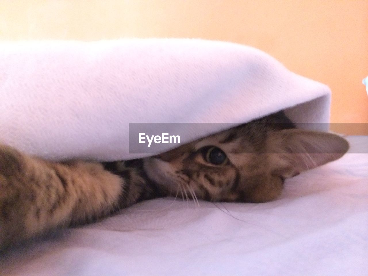 Close-up of cat relaxing on sofa