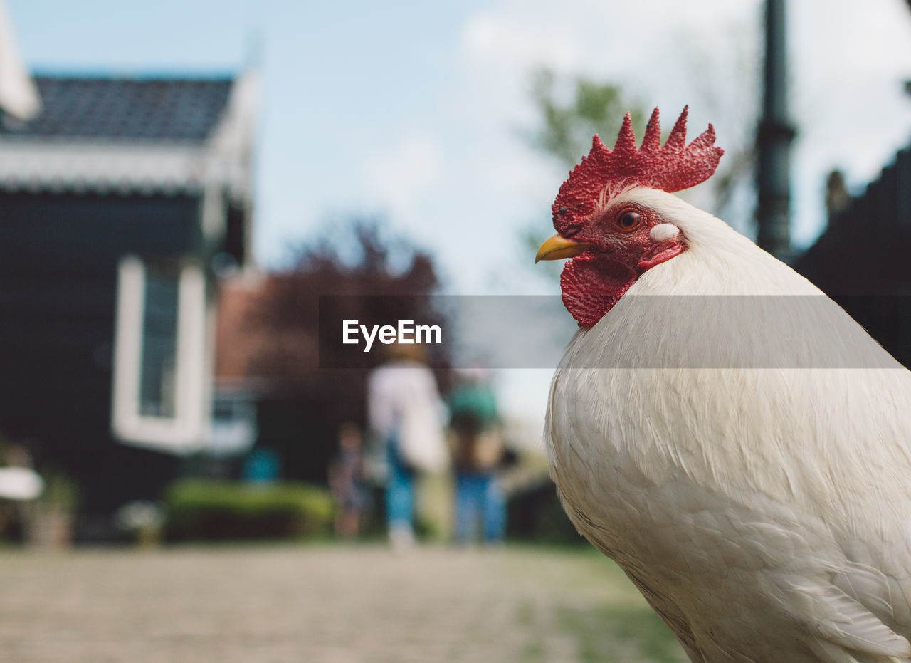 Close-up of rooster in city