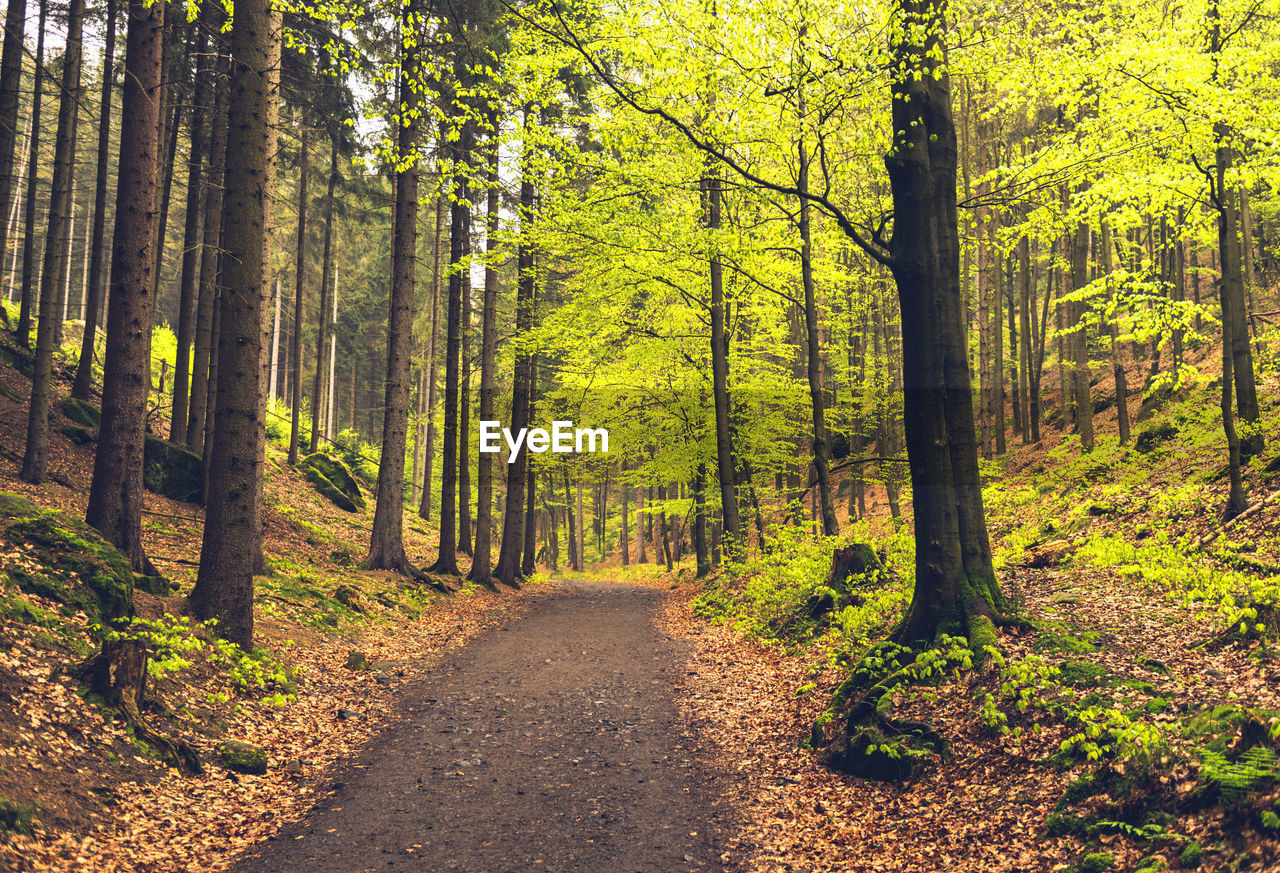 Dirt road amidst trees in forest