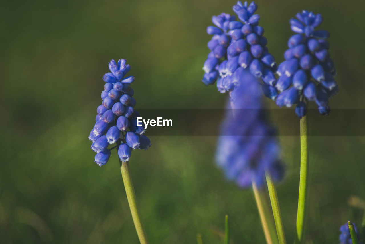 Close-up of purple flowers blooming in field