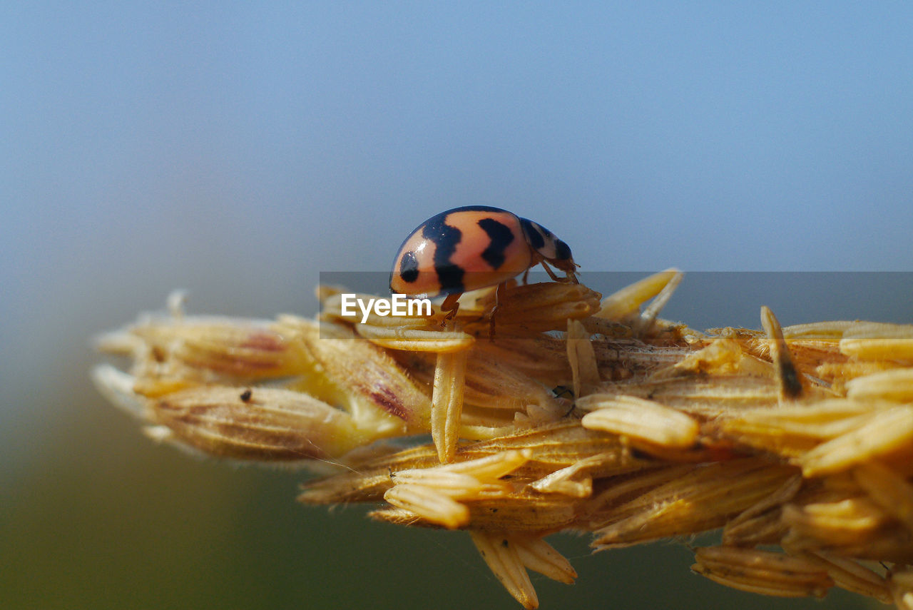 Close-up of ladybug on leaf