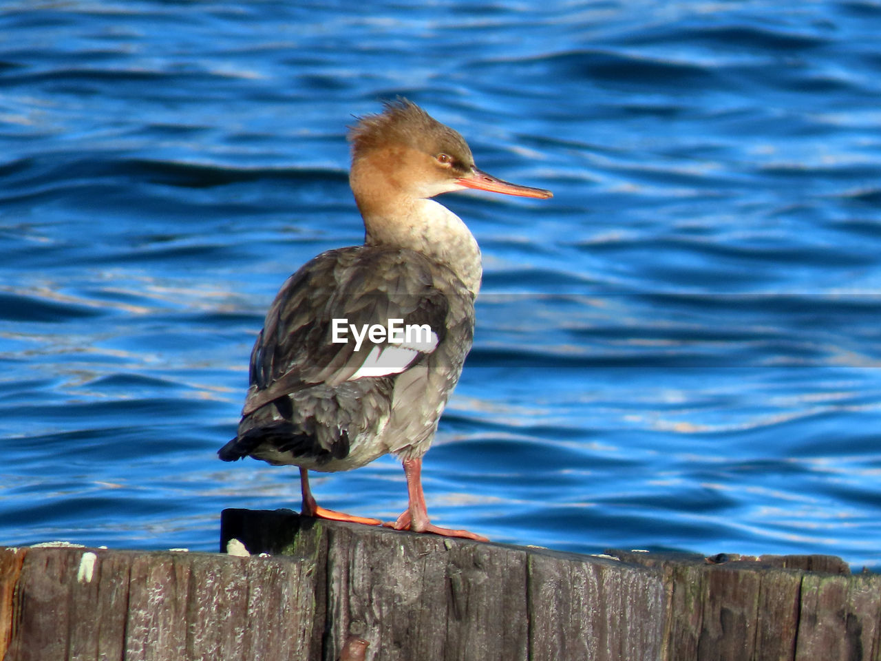 SEAGULL PERCHING ON WOODEN POST IN LAKE