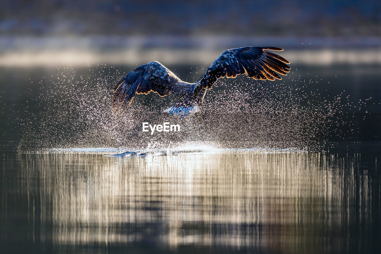 Eagle flying over lake