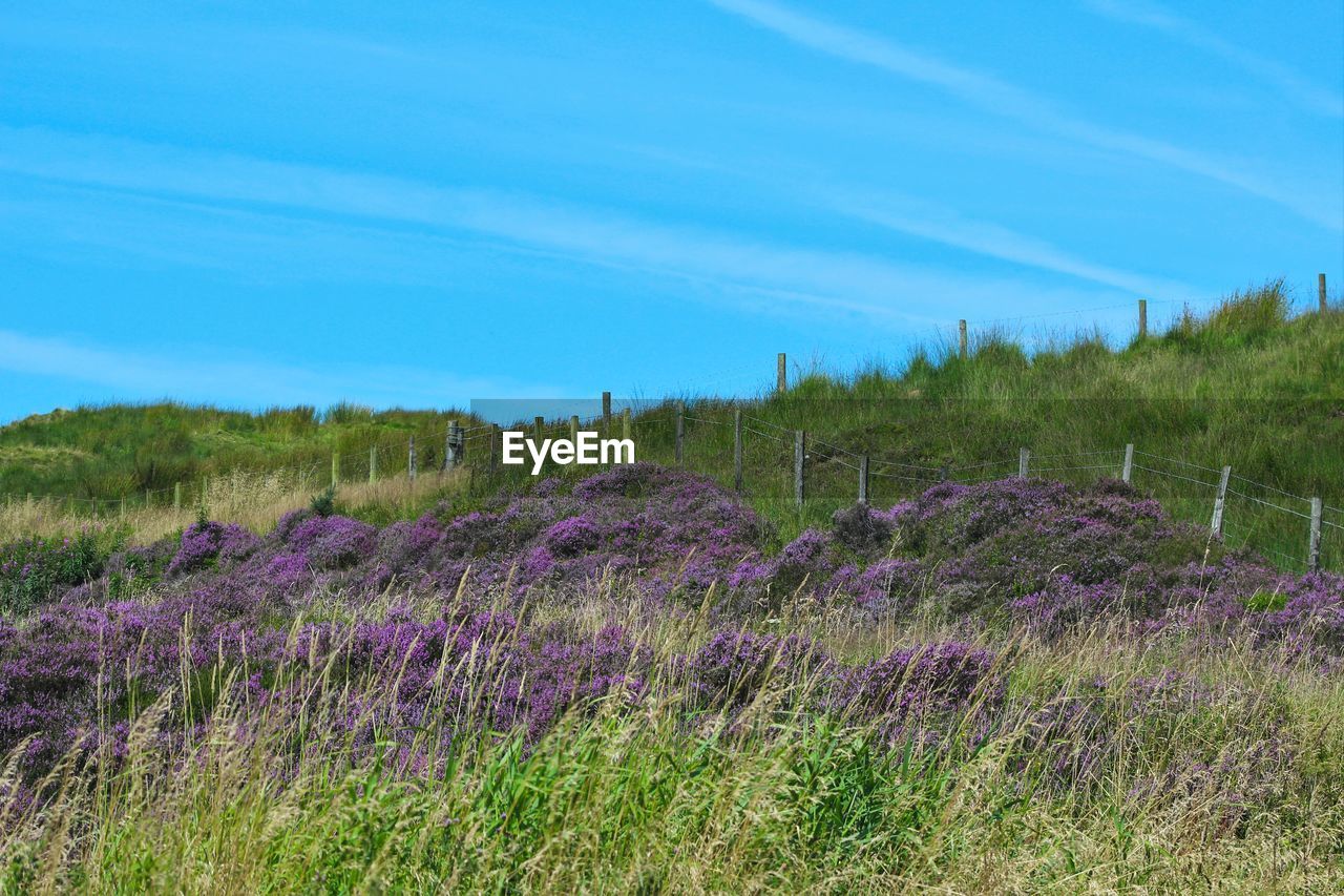 Full frame shot of purple flowers in field