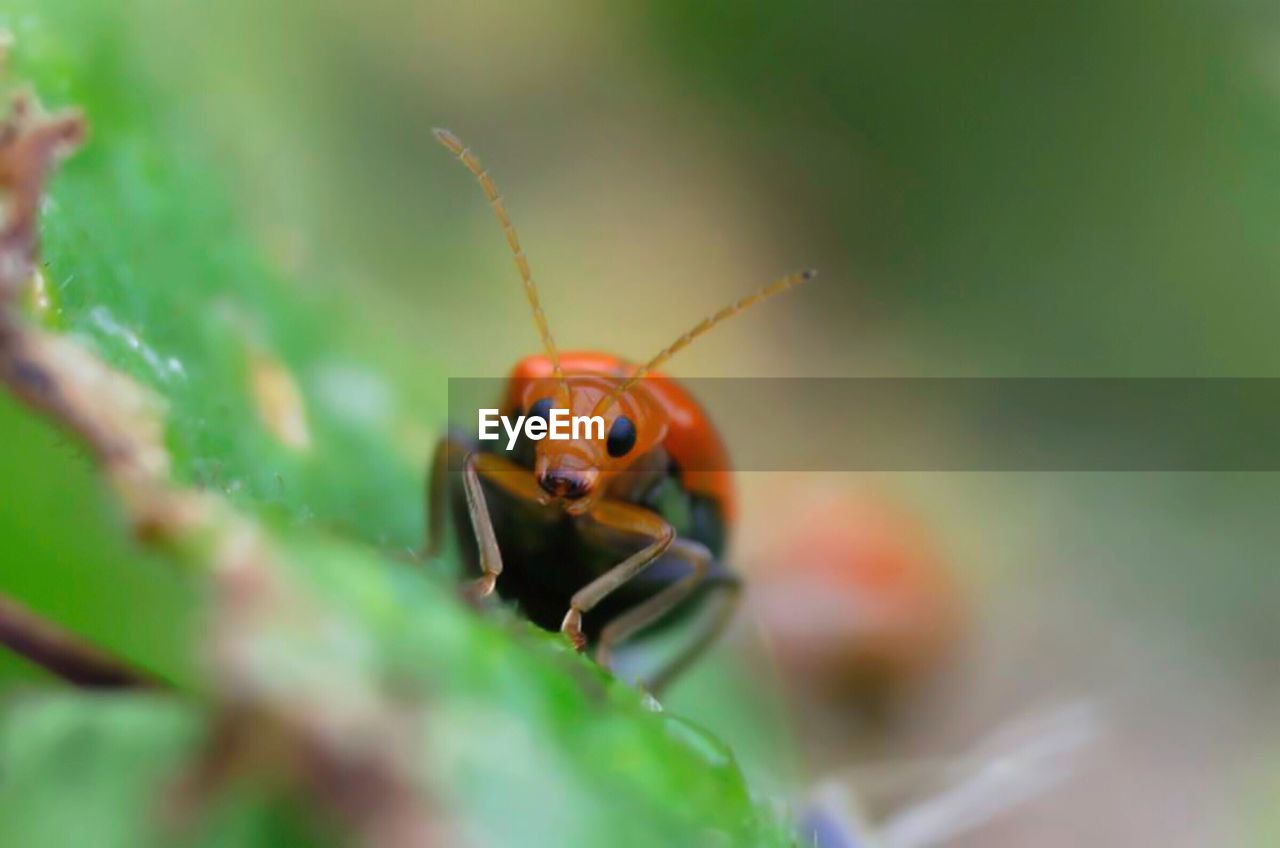 LADYBUG ON PLANT