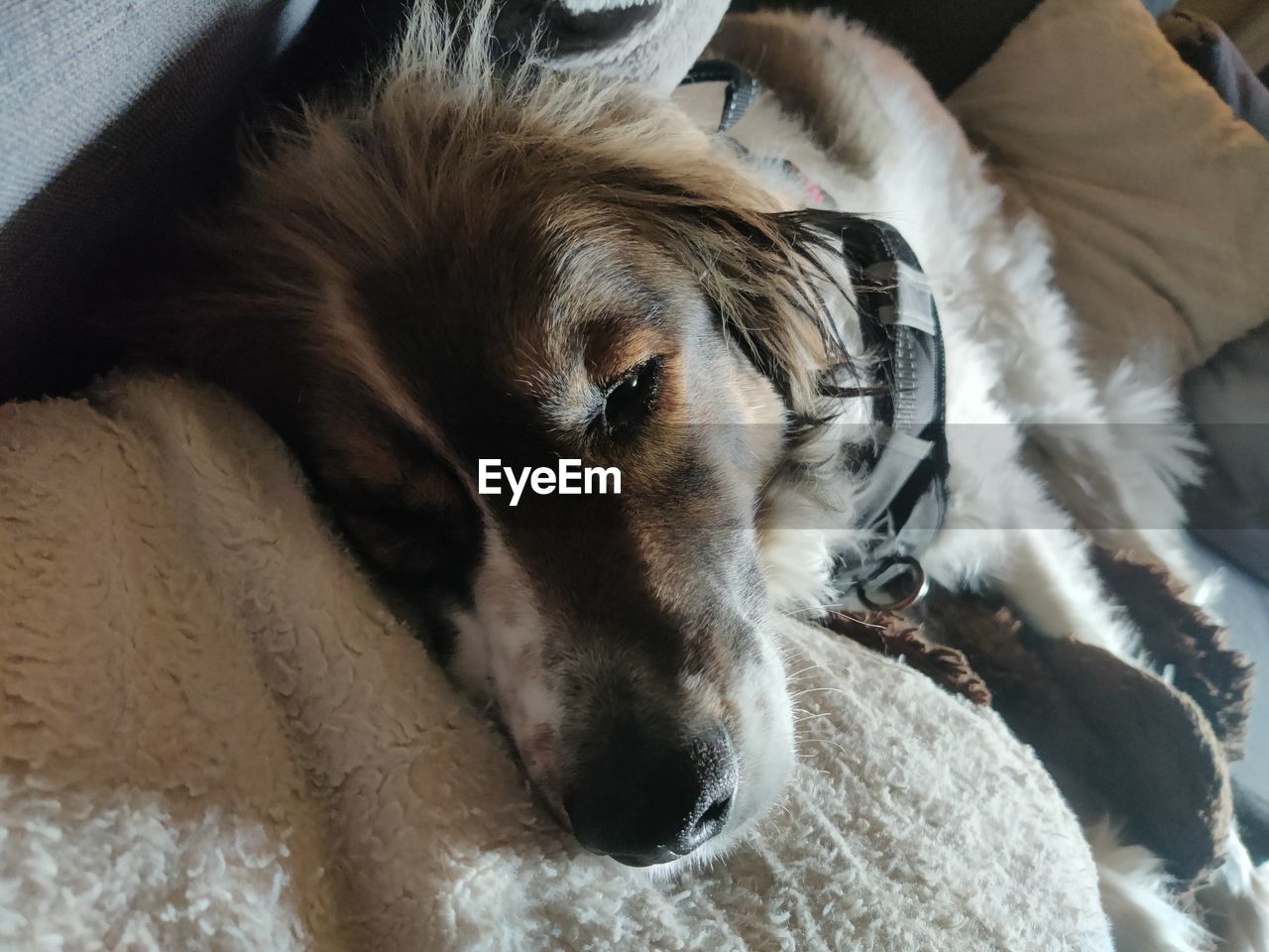 Close-up of dog sleeping on bed at home
