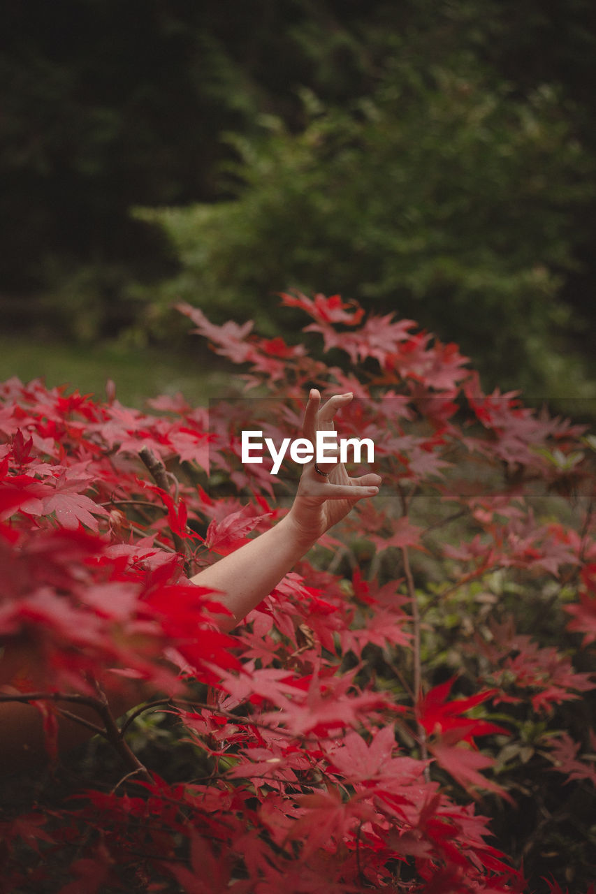 Cropped hand gesturing amidst red leaves at park