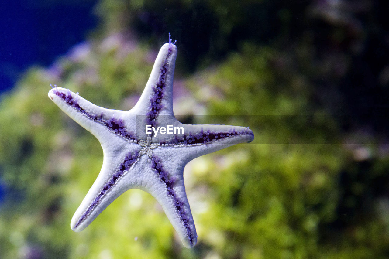 CLOSE-UP OF STARFISH ON AQUARIUM