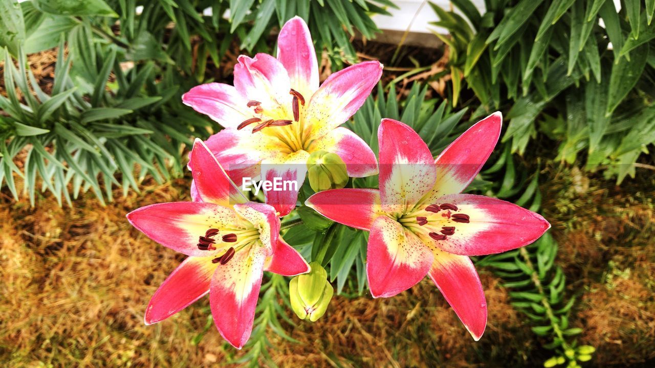 CLOSE-UP OF PINK DAY BLOOMING OUTDOORS