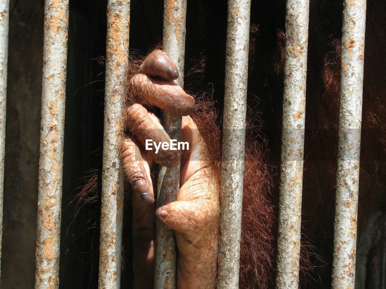 Orangutan holding iron bars in cage