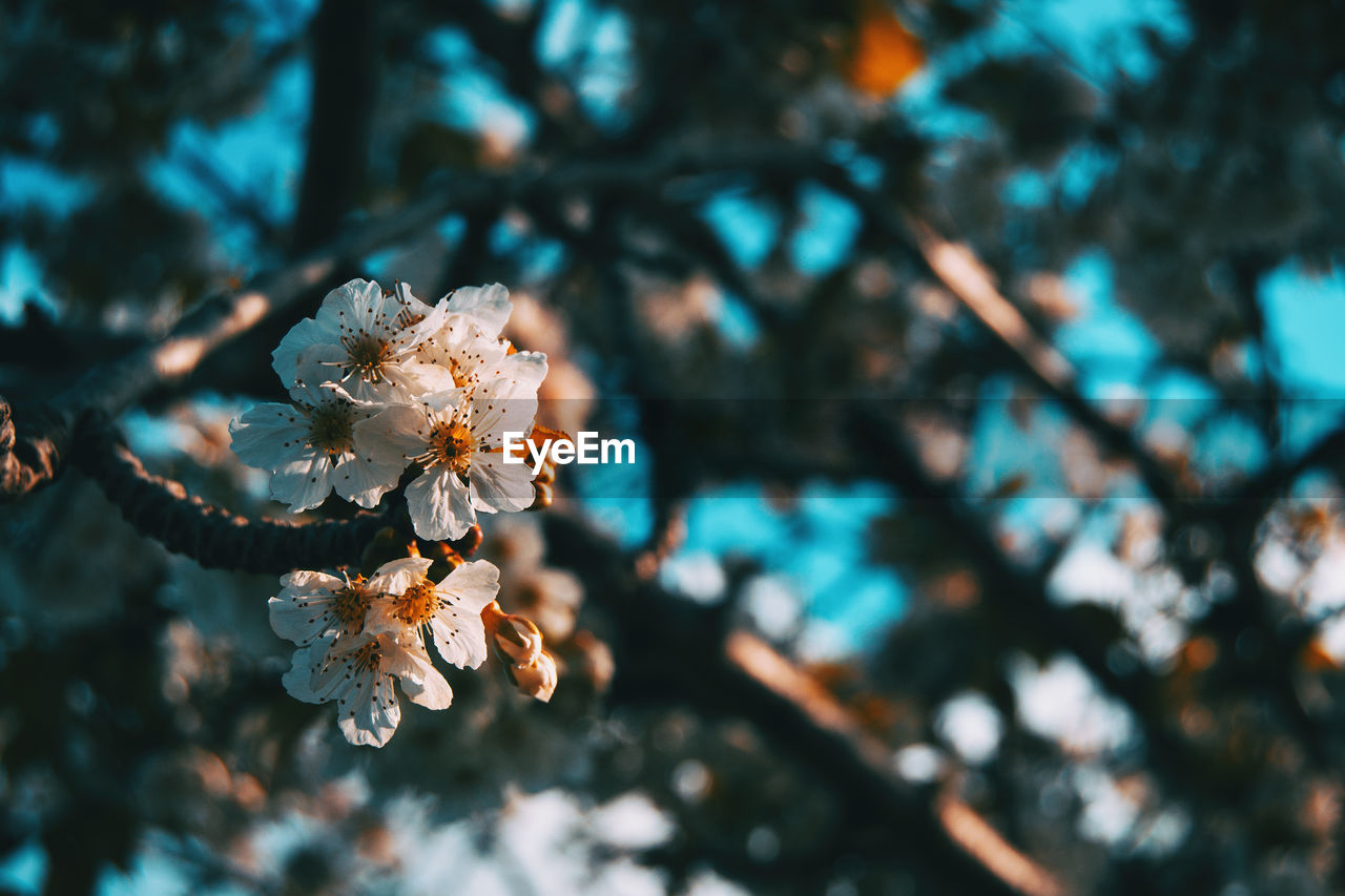 CLOSE-UP OF CHERRY BLOSSOM