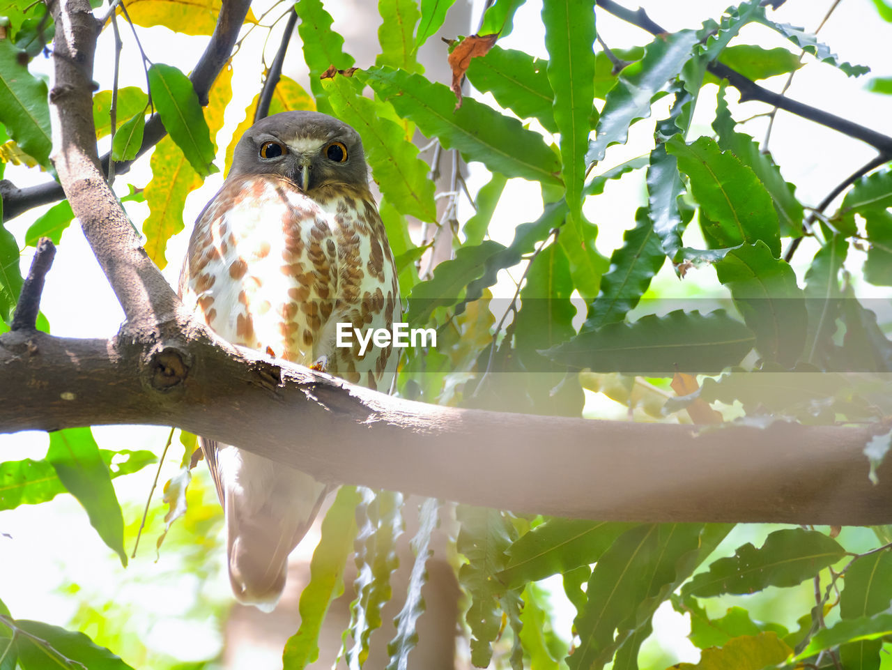 BIRD PERCHING ON A TREE