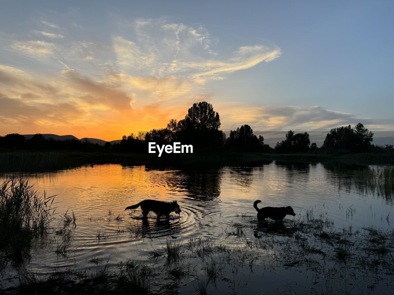 water, reflection, sky, sunset, nature, lake, dawn, beauty in nature, tree, animal themes, animal, cloud, tranquility, scenics - nature, evening, tranquil scene, plant, silhouette, no people, animal wildlife, wildlife, mammal, environment, group of animals, landscape, outdoors, sun, non-urban scene, horizon, idyllic, orange color, domestic animals, land