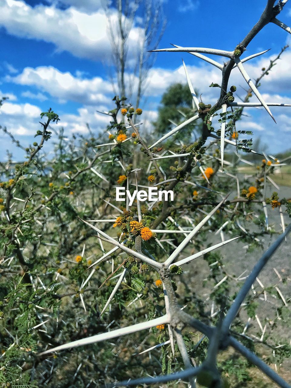 CLOSE-UP OF INSECT ON PLANT