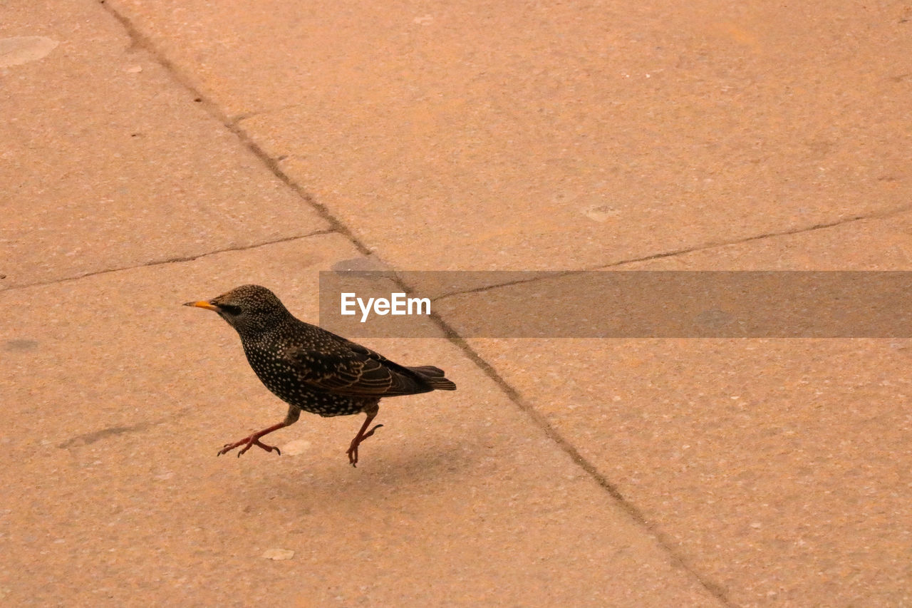 Close-up of bird on ground