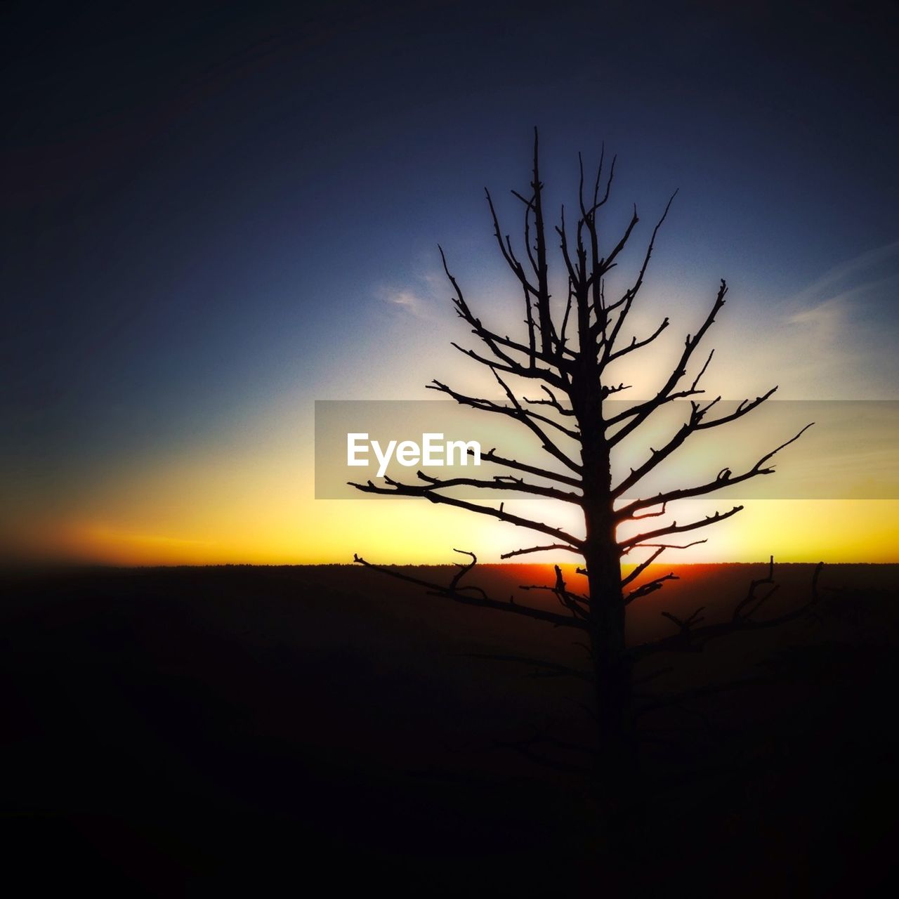 Tree at sunset