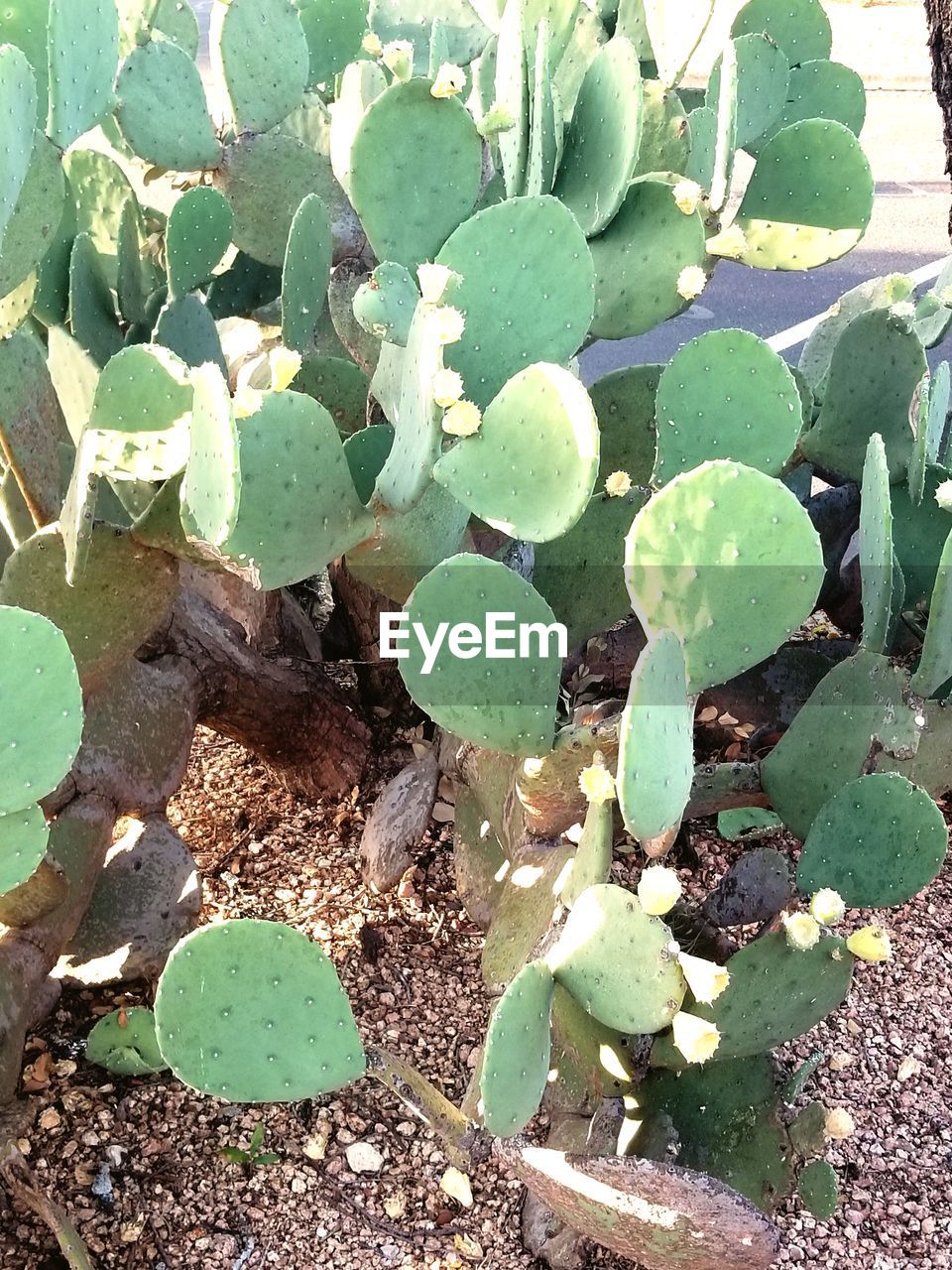 HIGH ANGLE VIEW OF CACTUS GROWING ON FIELD