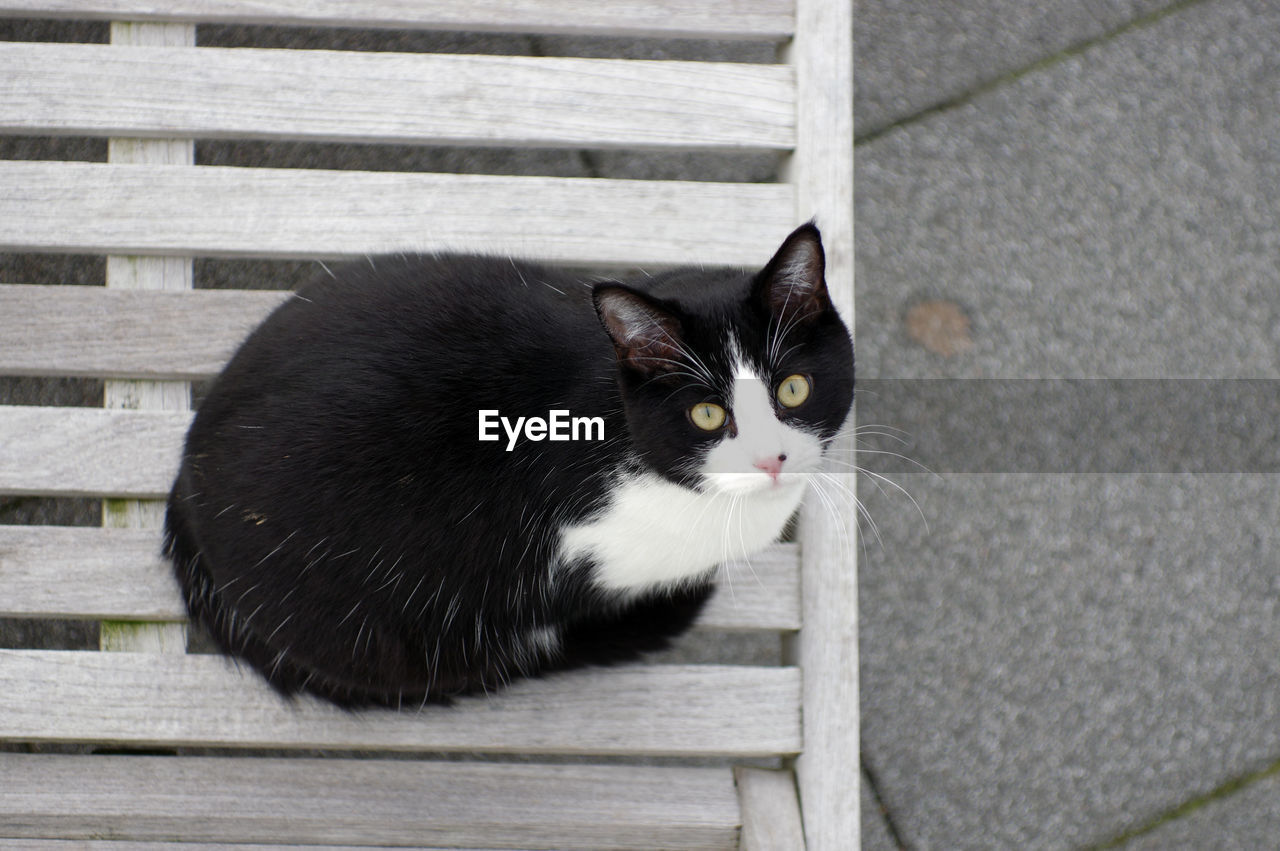 Portrait of black cat sitting on wood